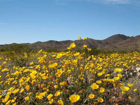 Geraea canescens Torr. & A. Gray的圖片