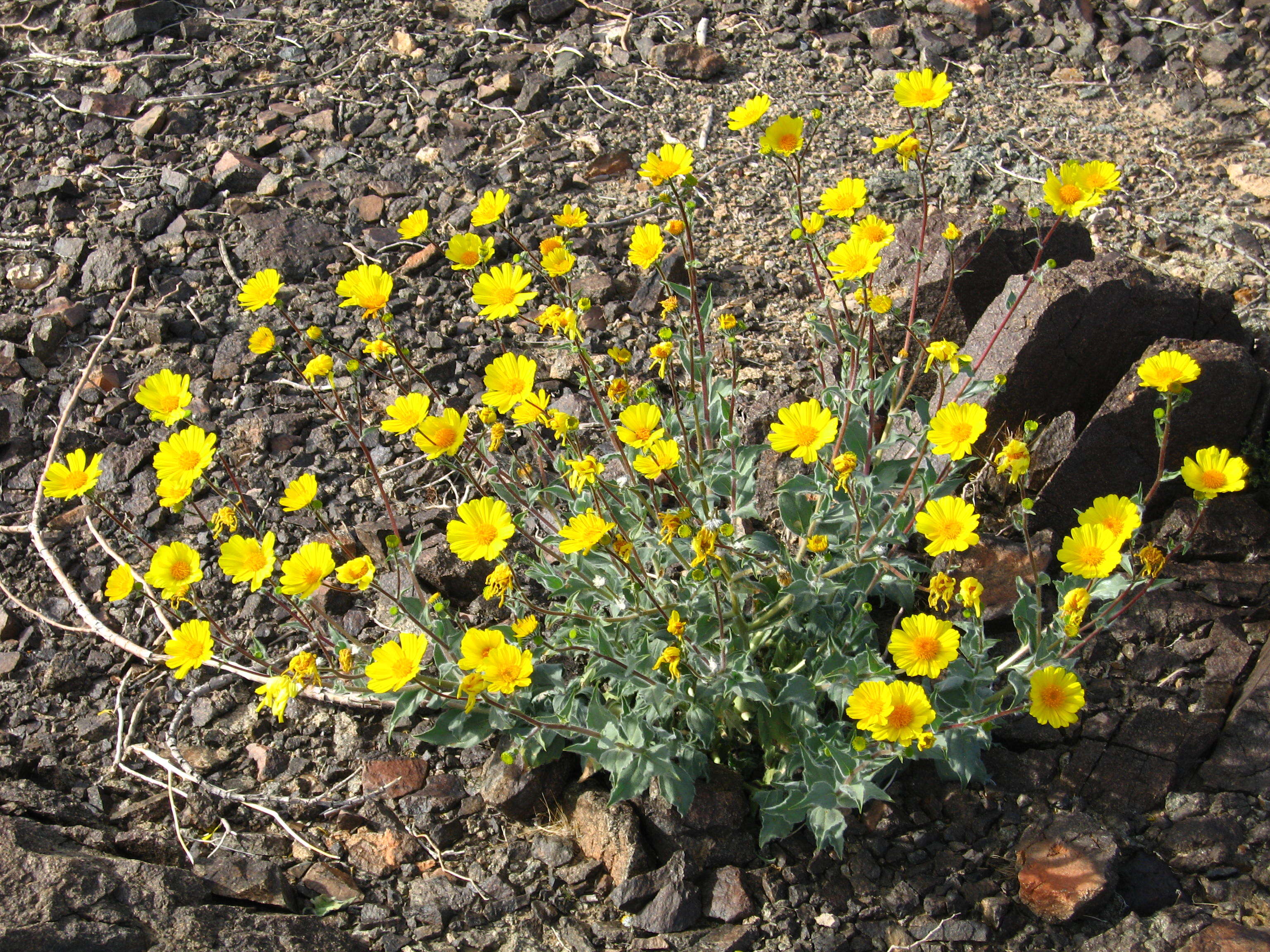 Geraea canescens Torr. & A. Gray的圖片