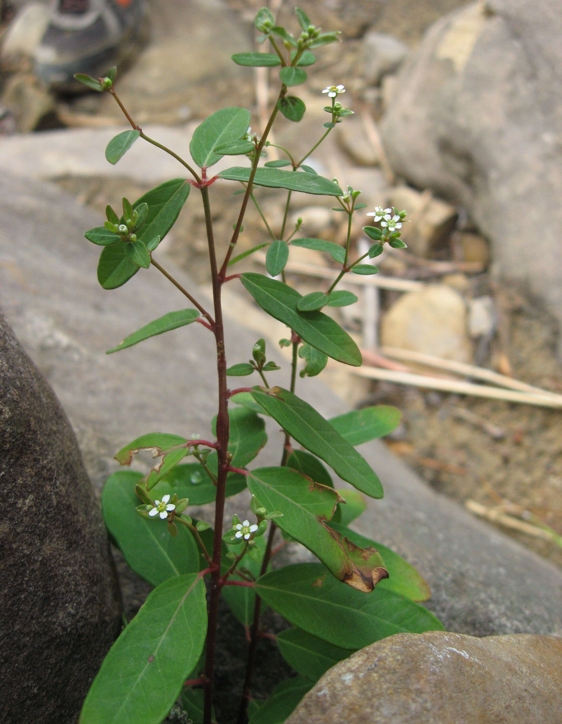 Sivun Euphorbia pubentissima Michx. kuva