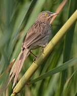 Image of Striated Babbler