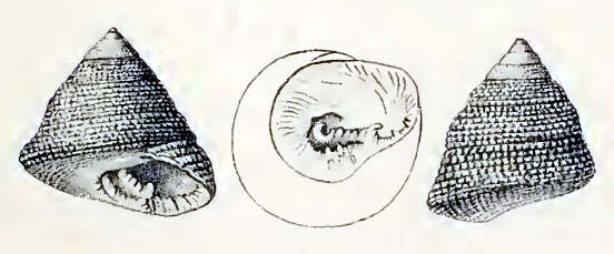 Image of Clanculus maugeri (W. Wood 1828)