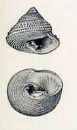 Image of Clanculus mauritianus Melvill 1909