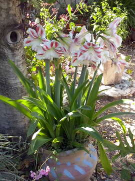 Imagem de Hippeastrum elegans (Spreng.) H. E. Moore