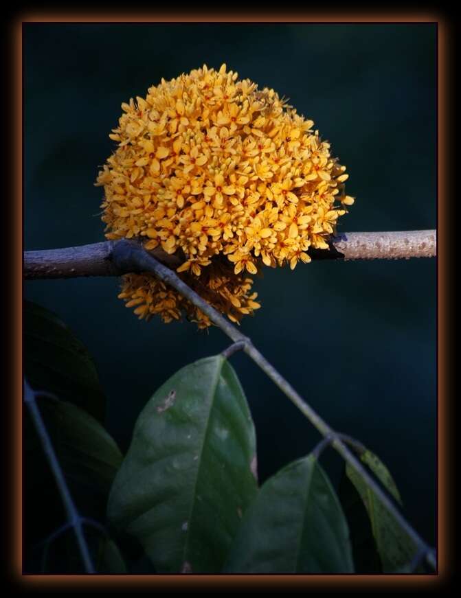 Слика од Saraca thaipingensis Prain