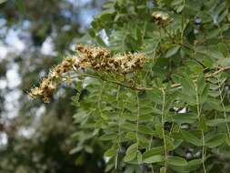 Image de Julbernardia globiflora (Benth.) Troupin