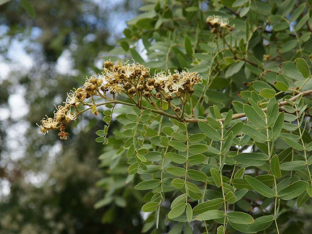 Imagem de Julbernardia globiflora (Benth.) Troupin