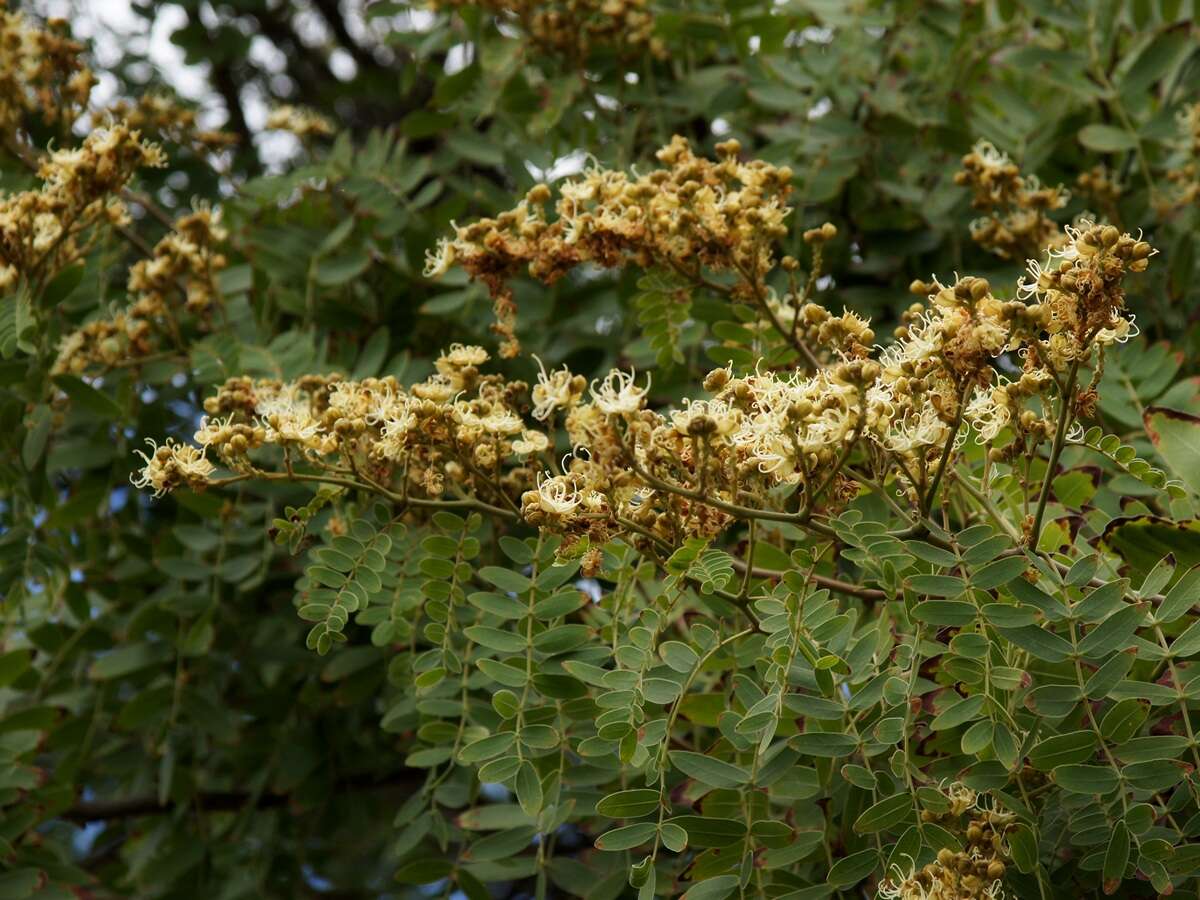 Image de Julbernardia globiflora (Benth.) Troupin