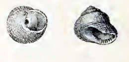 Image of Clanculus microdon A. Adams 1853