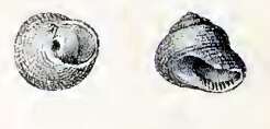 Image of Clanculus microdon A. Adams 1853