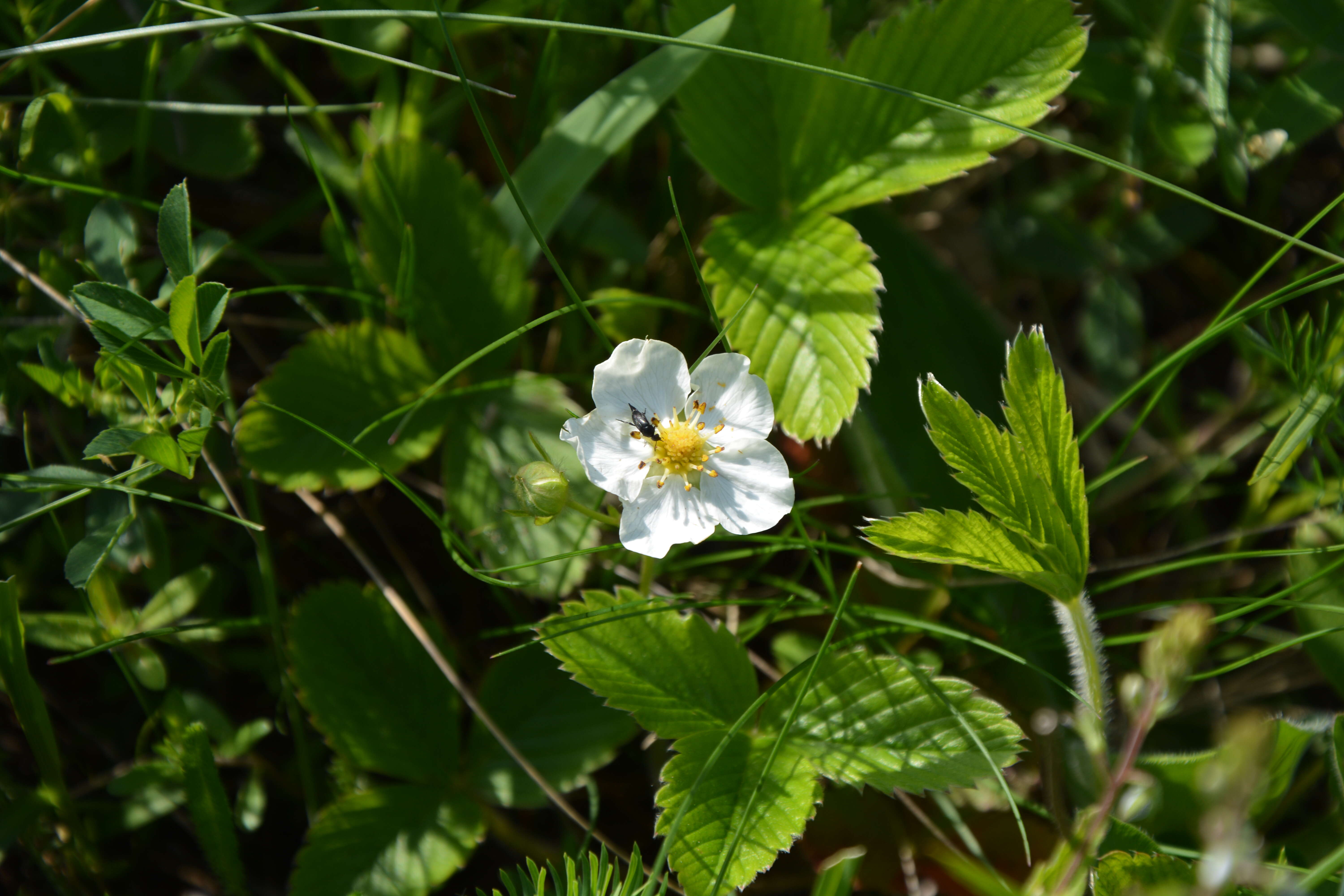 Image of strawberry