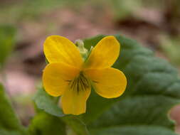 Image of downy yellow violet