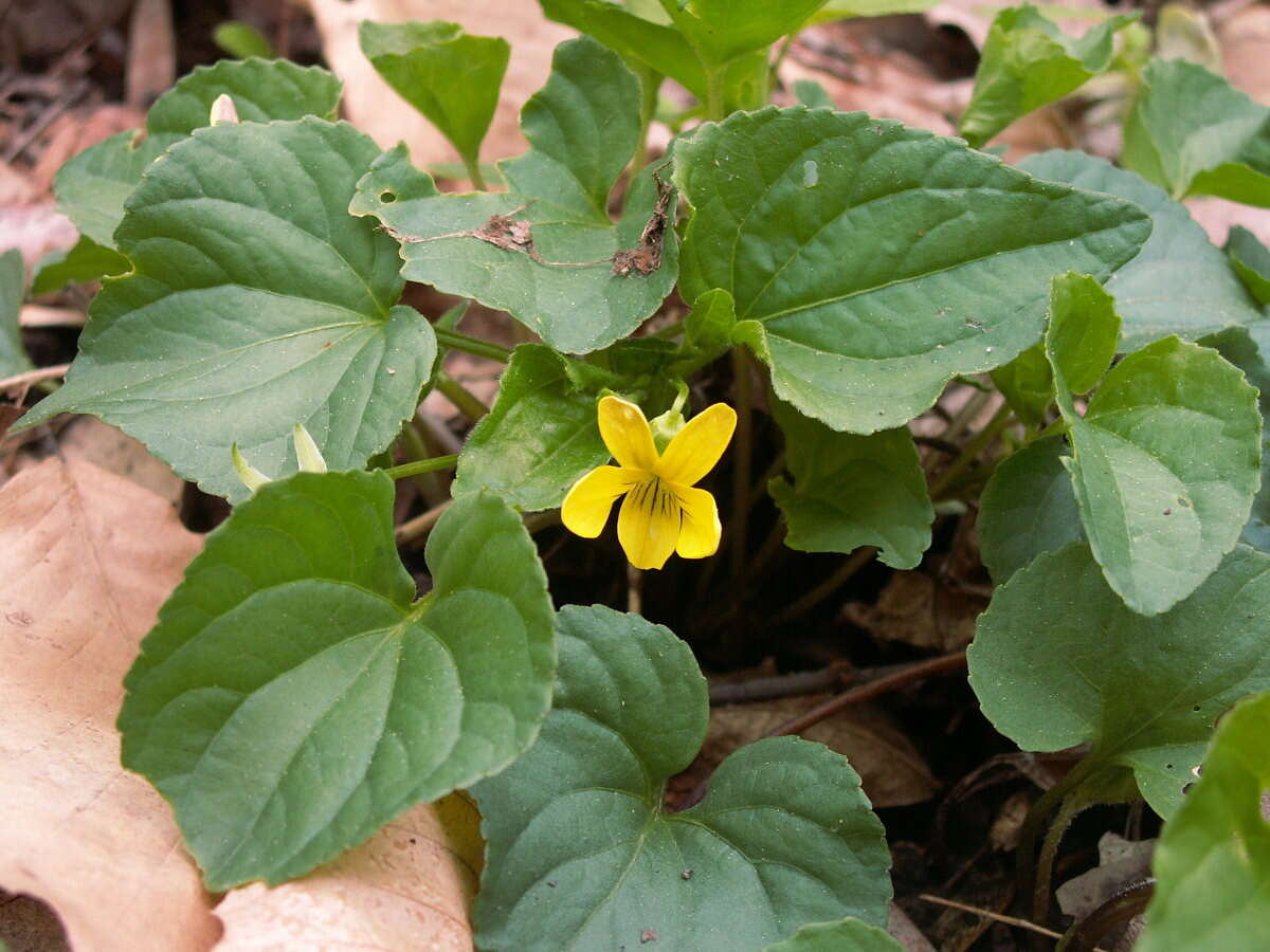 Image of downy yellow violet