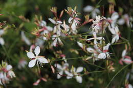 Image de Gaura