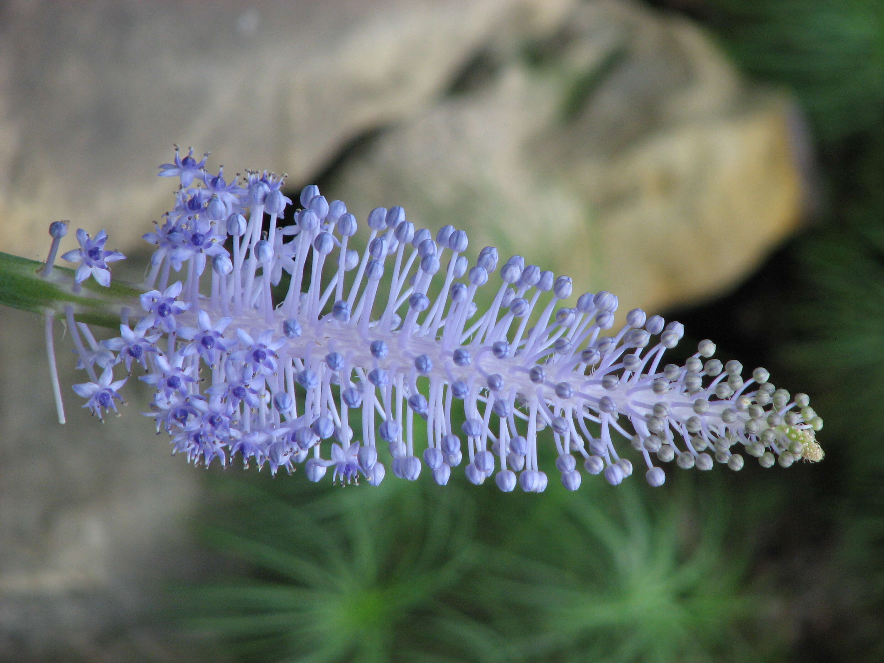 Image of Scilla madeirensis Menezes