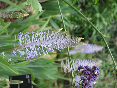 Image of Scilla madeirensis Menezes