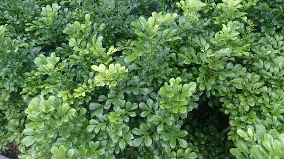 Image of Chinese perfume tree