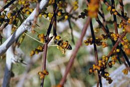 Image of mesquite mistletoe