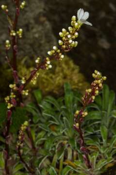 Image of Saxifraga callosa Sm.