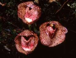 Image of Peristeria cerina Lindl.