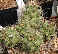 Image of Big Needle Cactus