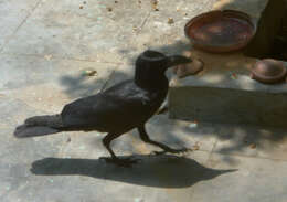 صورة Corvus culminatus Sykes 1832