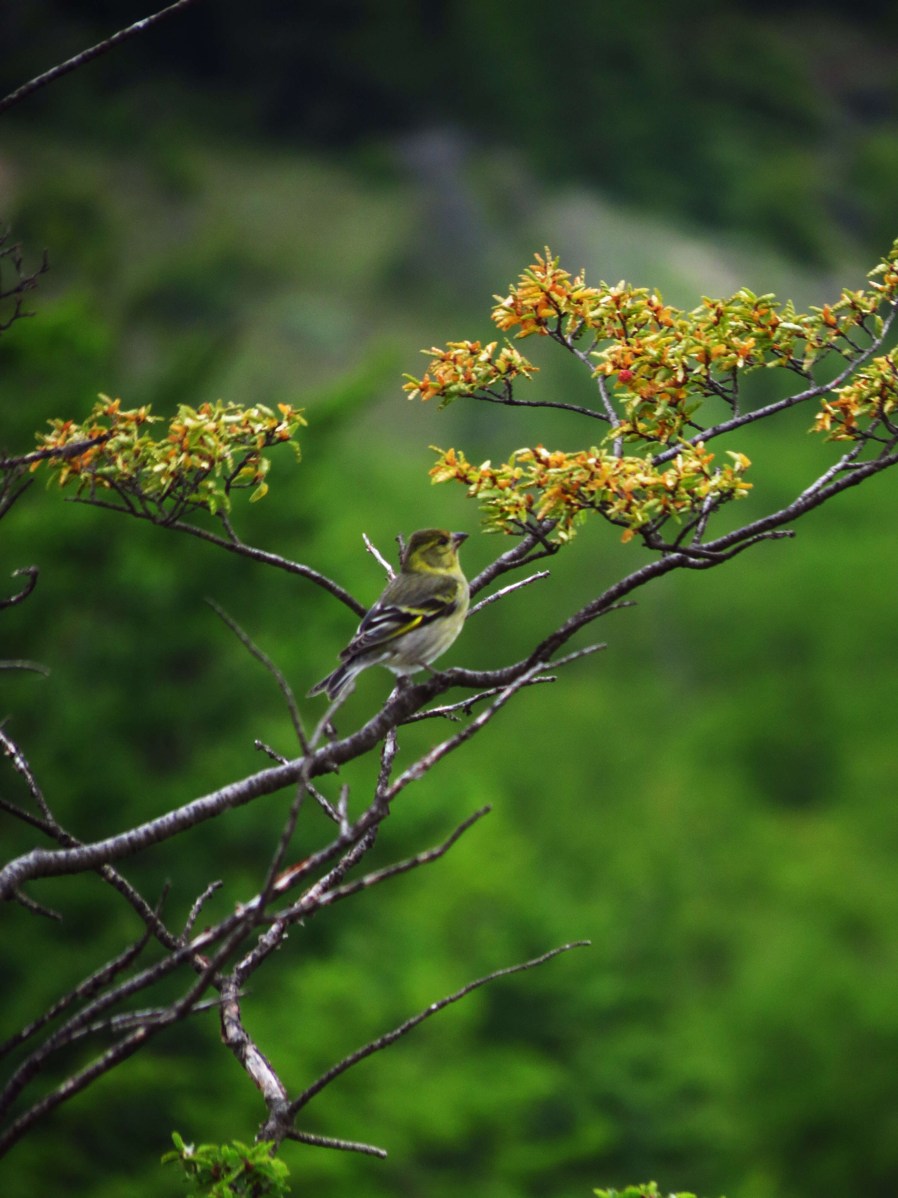 Image of Black-chinned Siskin