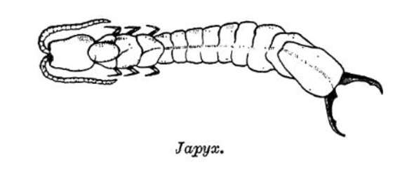 Image of Japyx