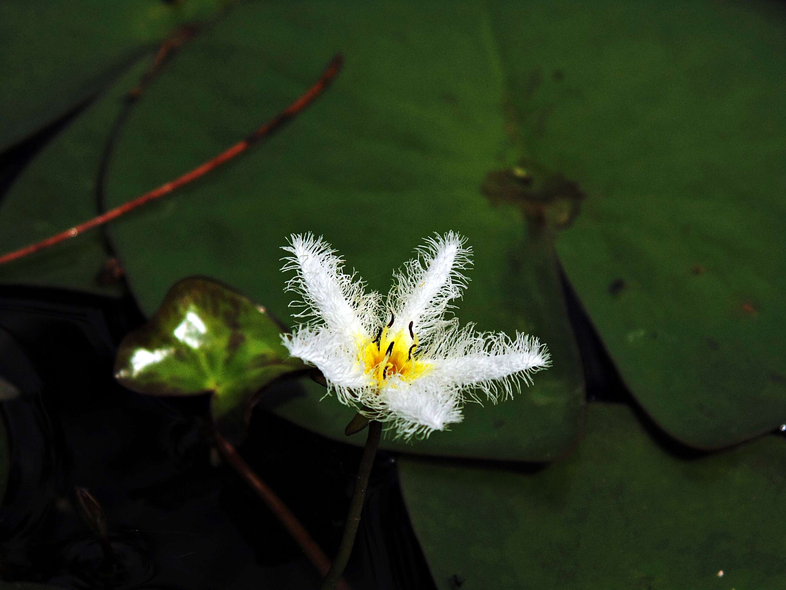 Image of Water-snowflake