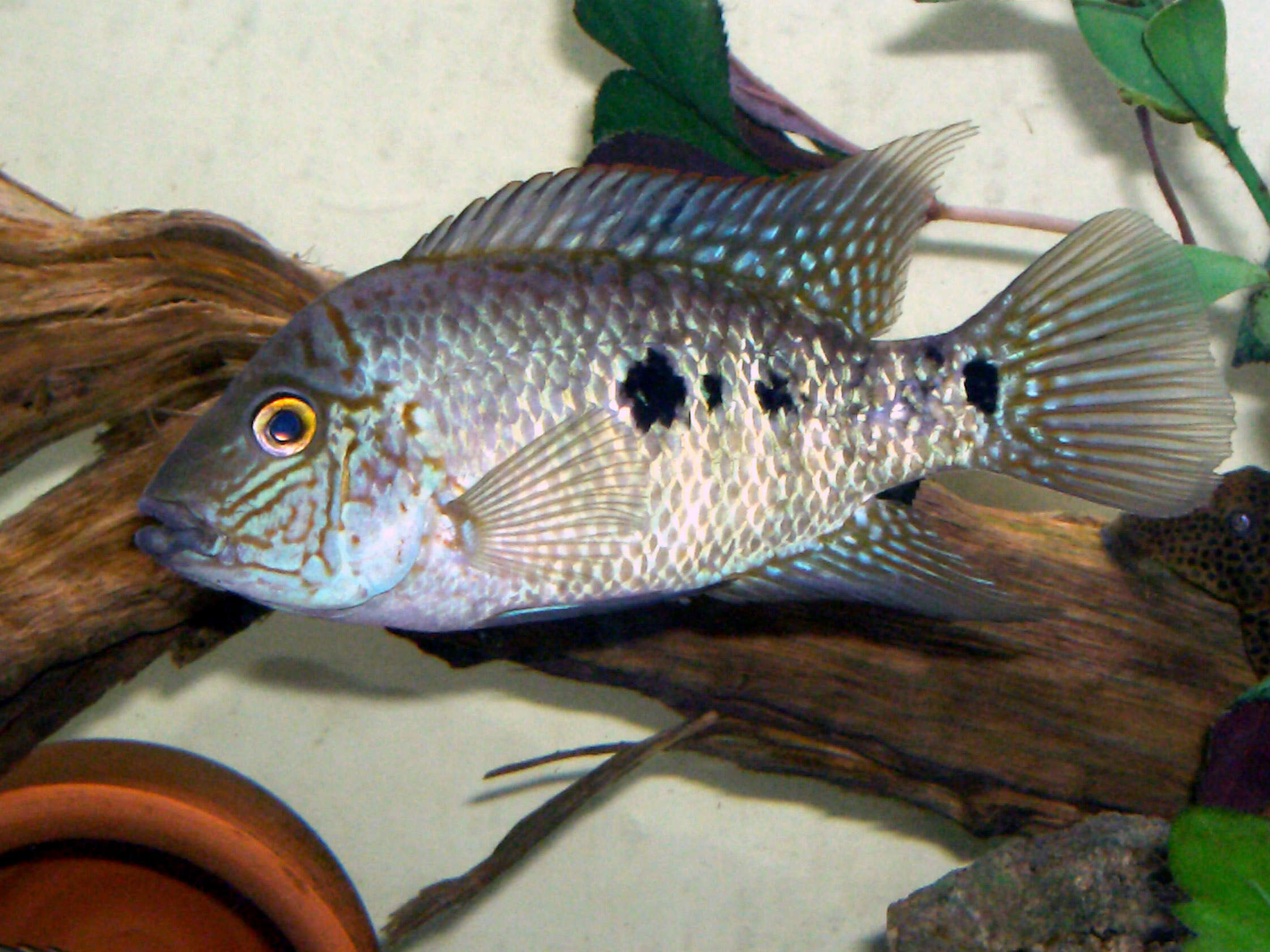 Image of Herichthys tepehua De la Maza-Benignos, Ornelas-García, Lozano-Vilano, García-Ramírez & Doadrio 2014