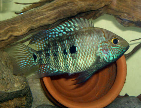 Image of Herichthys tepehua De la Maza-Benignos, Ornelas-García, Lozano-Vilano, García-Ramírez & Doadrio 2014