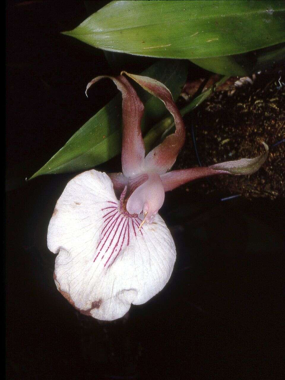 Image de Zygosepalum labiosum (Rich.) C. Schweinf.