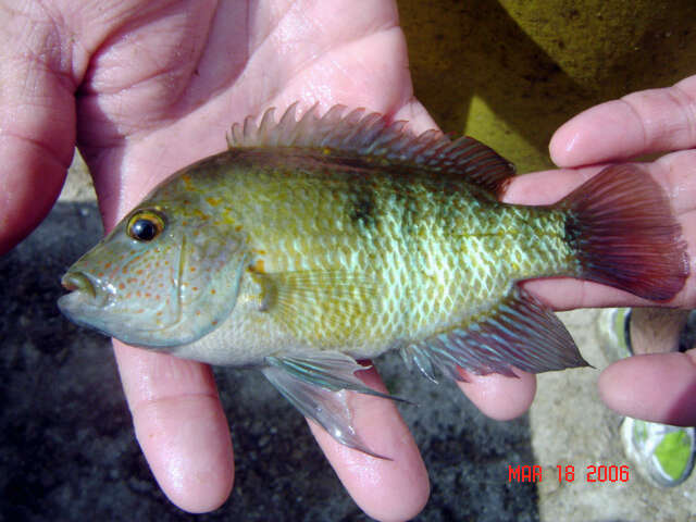 Image of Herichthys tepehua De la Maza-Benignos, Ornelas-García, Lozano-Vilano, García-Ramírez & Doadrio 2014