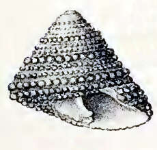 Image of Philippi's Cone