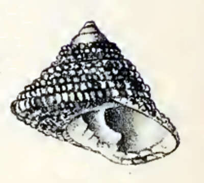 Image of Philippi's Cone