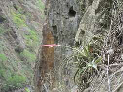 Image of Tillandsia lorentziana Griseb.