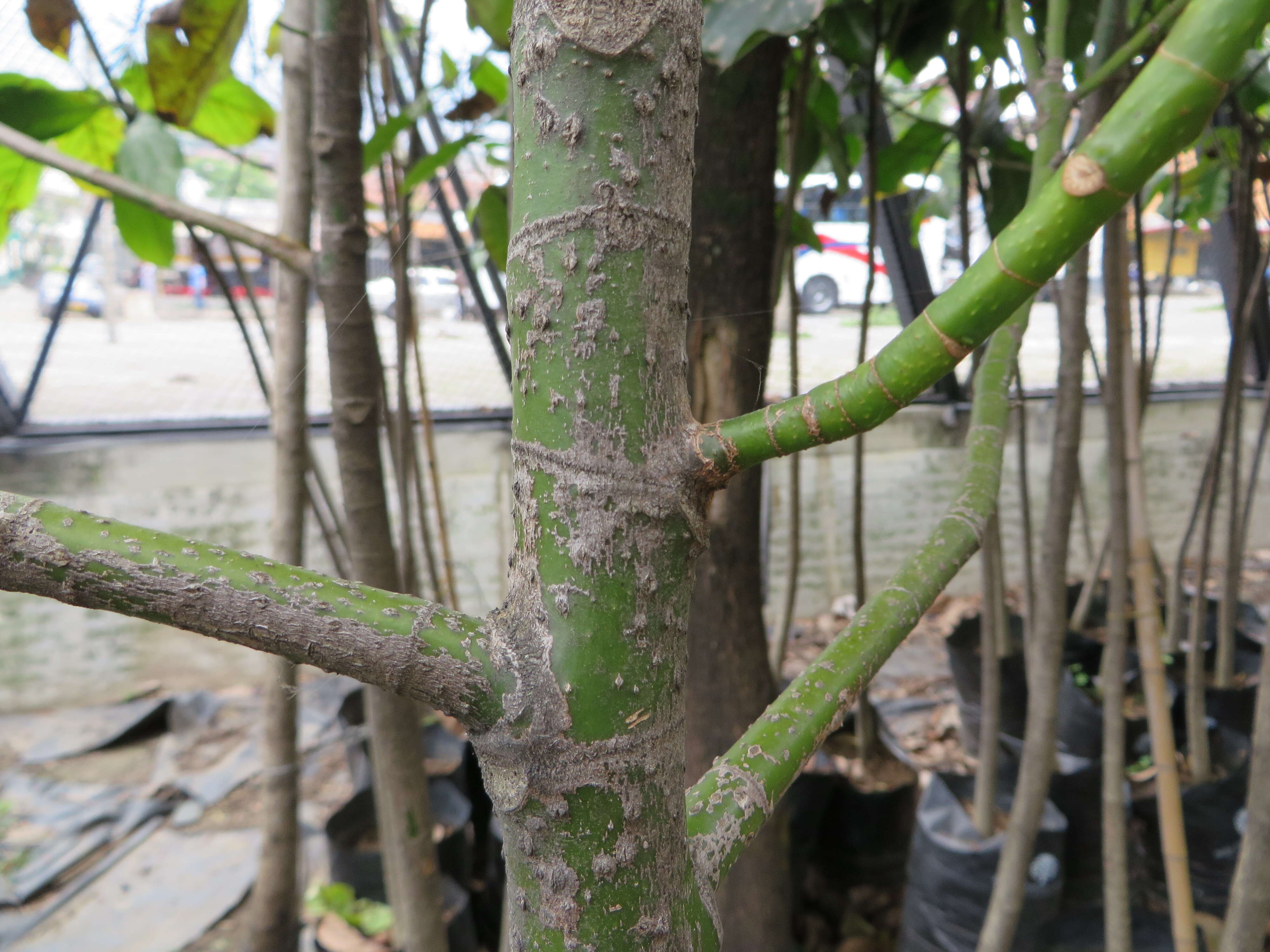Image of Magnolia silvioi (Lozano) Govaerts