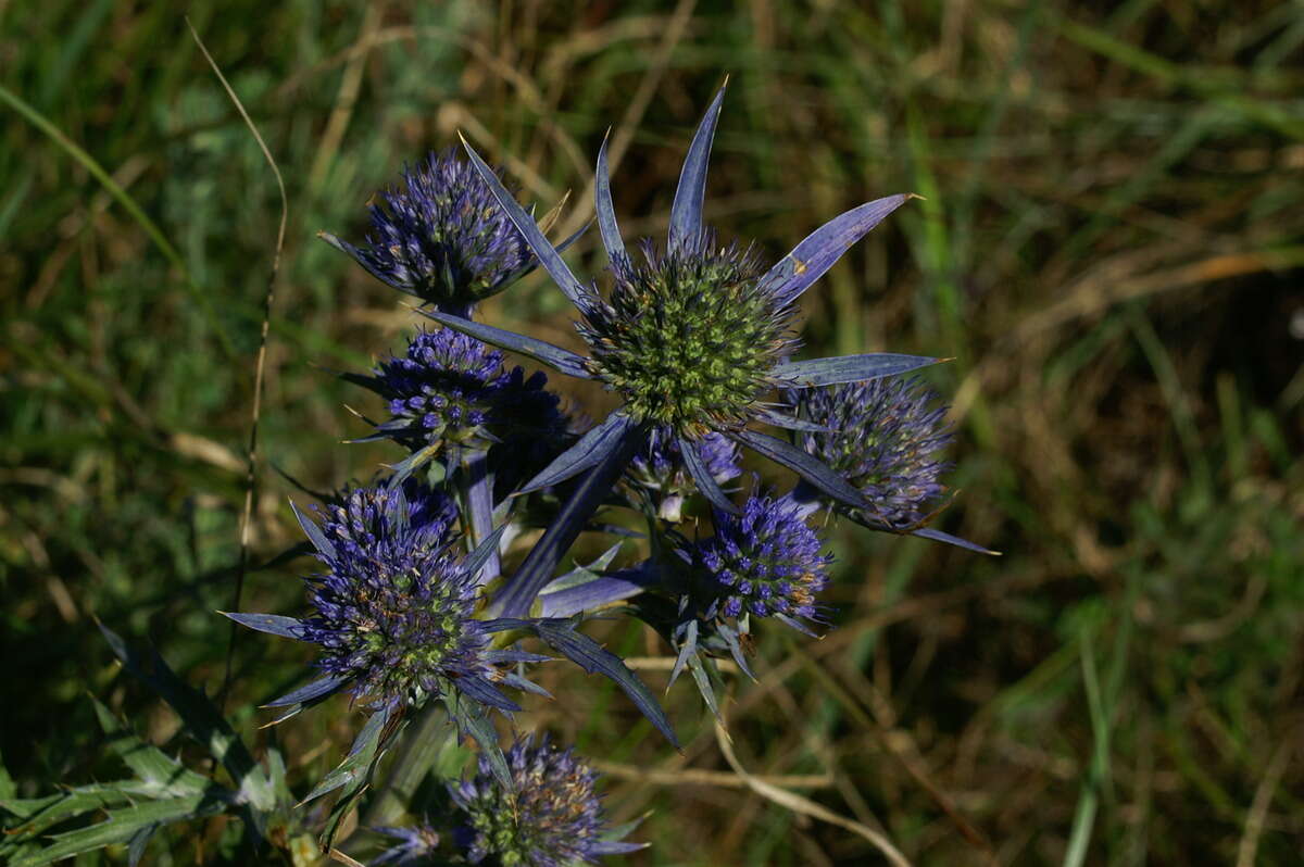 Image of amethyst eryngo