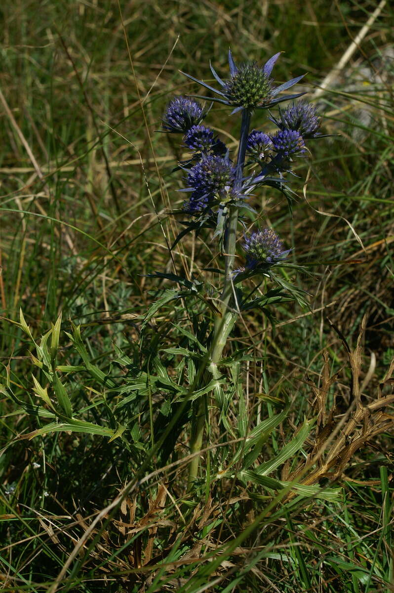 Image of amethyst eryngo