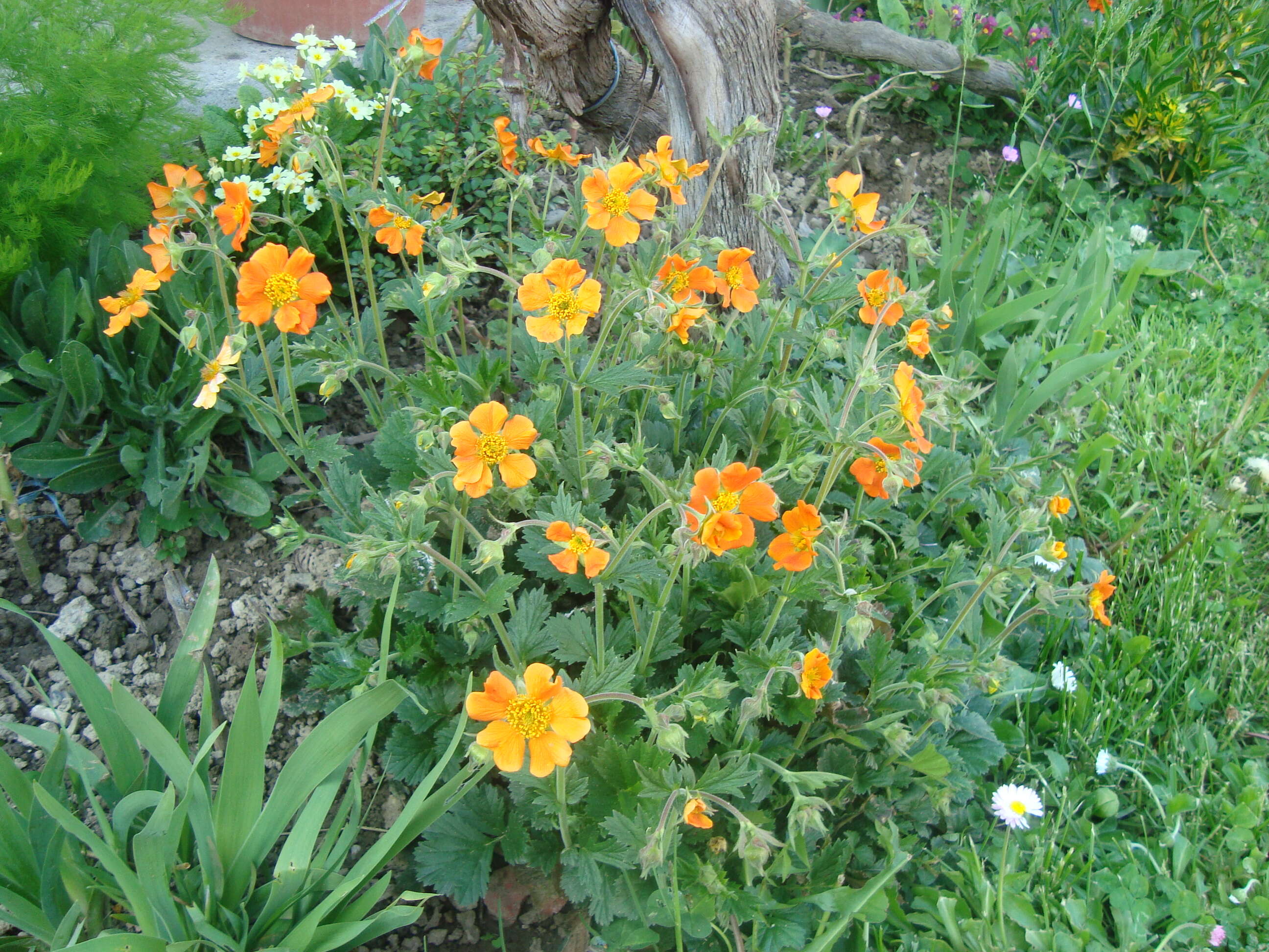 Image of Geum coccineum Sibth. & Sm.