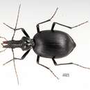 Image of Humboldt Ground Beetle