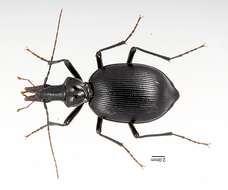 Image of Humboldt Ground Beetle