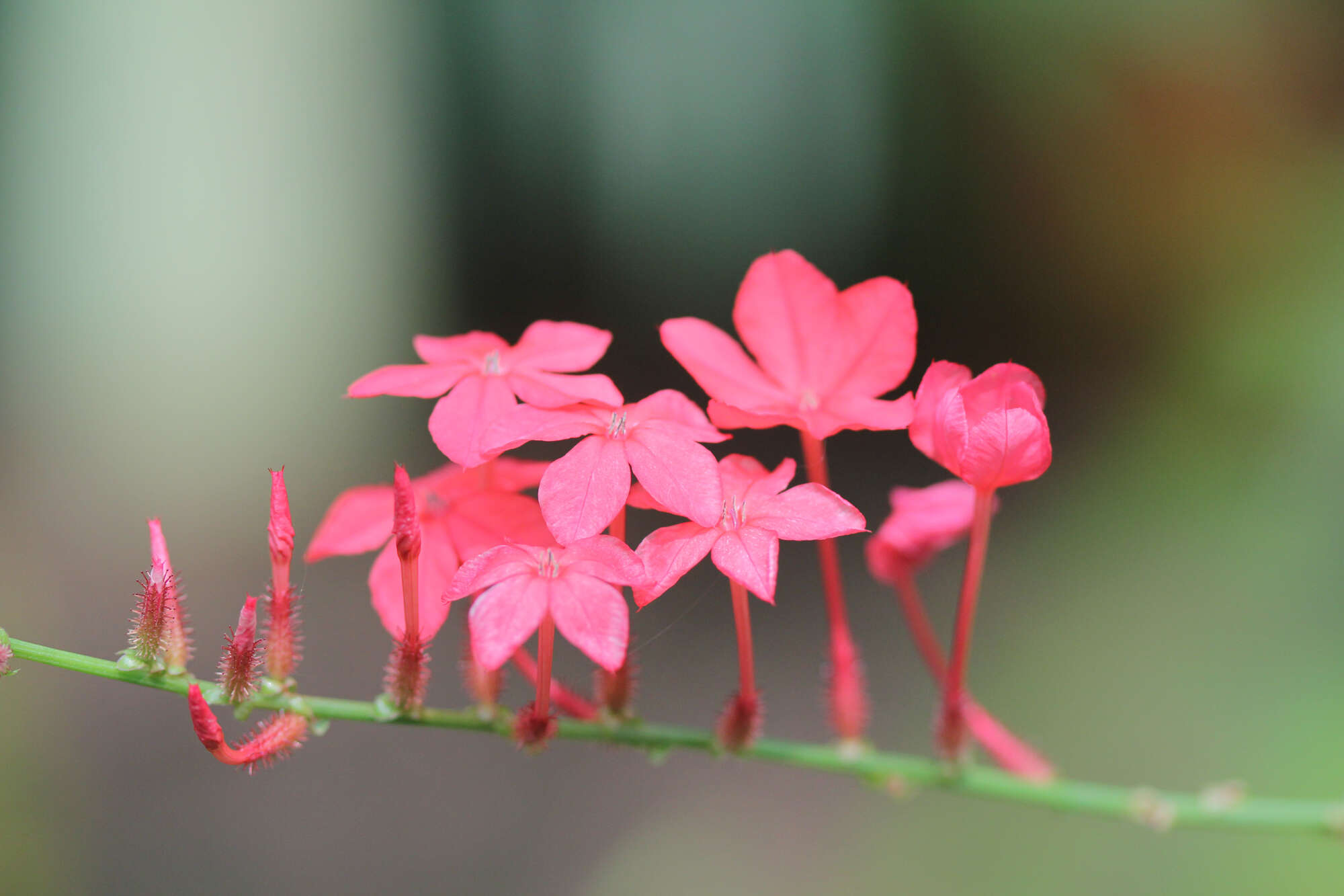 Imagem de Plumbago indica L.