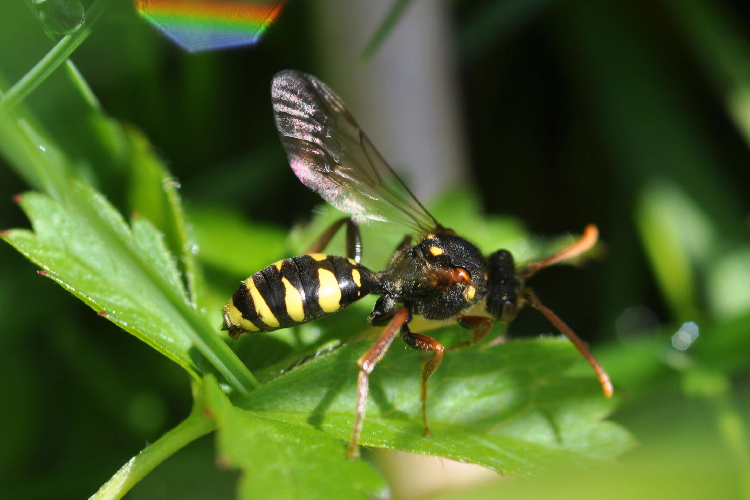 Image of Nomada marshamella (Kirby 1802)