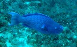 Image of Blue Kwab