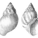 Image of Bulimulus alternatus