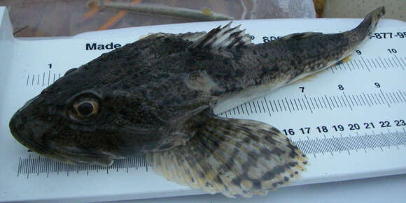 Image of Plain sculpin