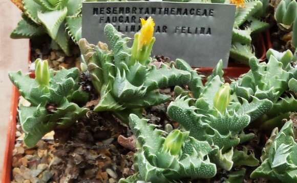 صورة Faucaria felina (Weston) Schwant. & Jacobsen