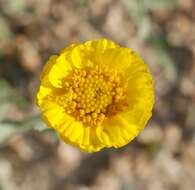 Image of woolly desert marigold