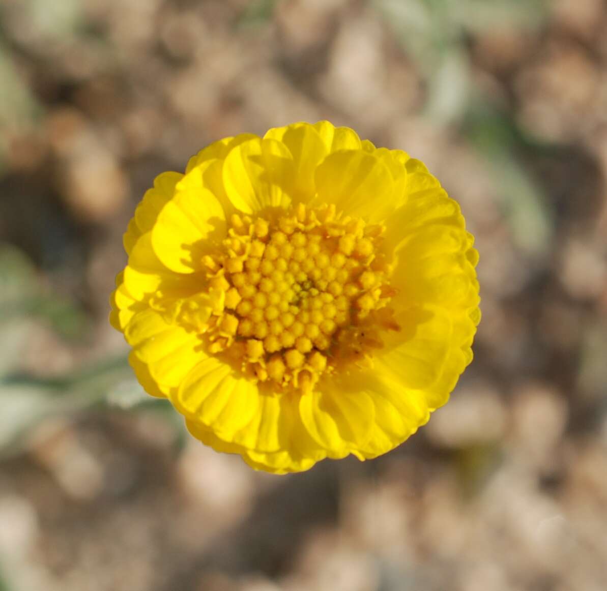 Image of woolly desert marigold