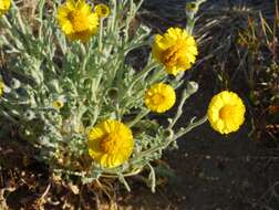 Image of woolly desert marigold